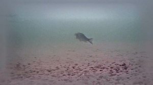 РК Раскаты 2025.01.27 4