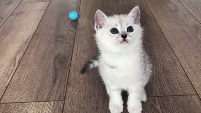 Самый милый котик 