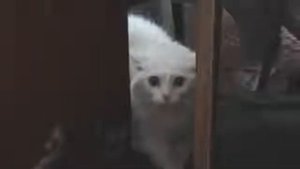 Кошка ругается матом!