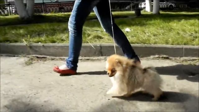 King Liom Star Simba смотреть онлайн