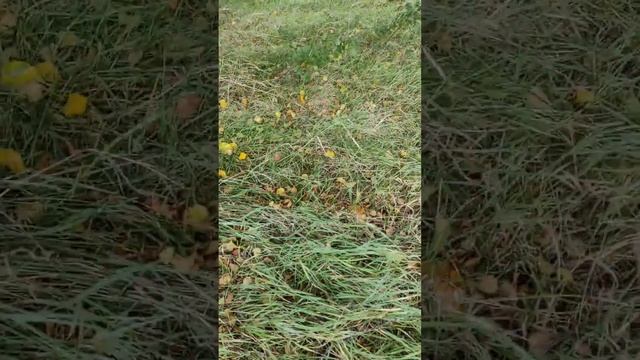 Чудо природы смотреть онлайн