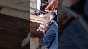 Кастрація поросят//Ревакцинація заліза///Поросятка в шоці///