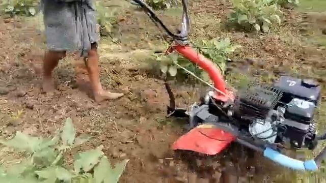 Pubert Maestro 55P смотреть онлайн