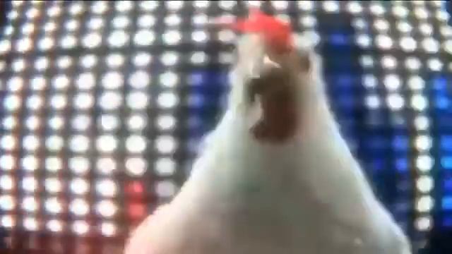 Курица поет. Песня курицы