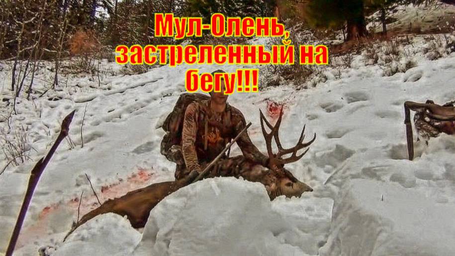 Мул-Олень, застреленный на бегу!!!