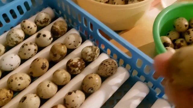 БЕЛЫЙ ГОЛЛАНДСКИЙ ГИГАНТ НАЩЕ ЯЙЦО‐-КАКОЙ РЕЗУЛЬТАТ ??? смотреть онлайн