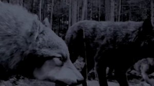 Квилеты