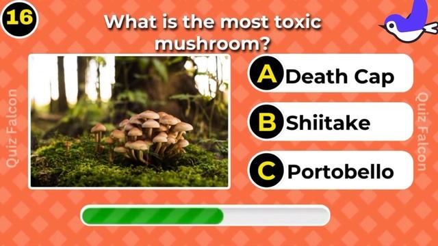 Animals quiz test | Birds quiz test | General knowledge quiz | Quiz Falcon смотреть онлайн