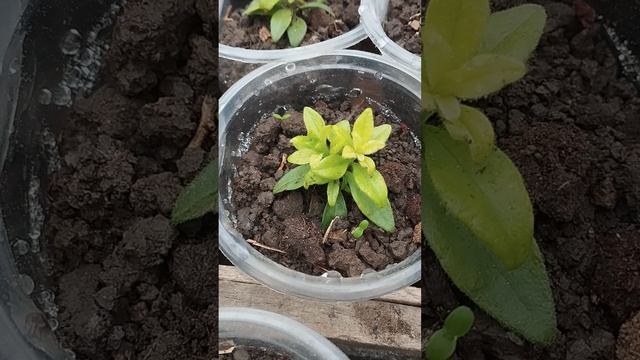 Правда ли, что для  калибрахоа нужно кислую почву? Профилактика и лечение хлороза!Ц