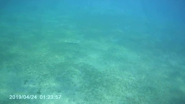 Марса Мубарак. Скат Гитарник (Акулий Скат). Марса Алам. Египет 2019 смотреть онлайн