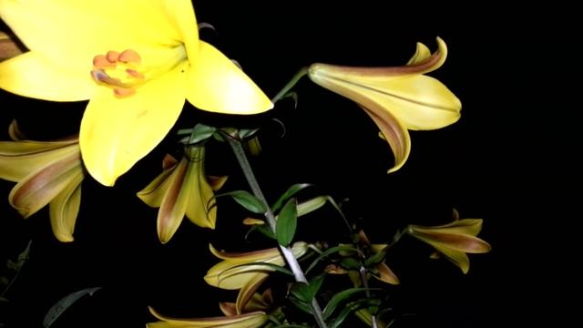 Жёлтая и тигровая лилия смотреть онлайн