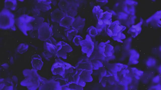 FORGOTTENAGE - HA-HA!  1 hour