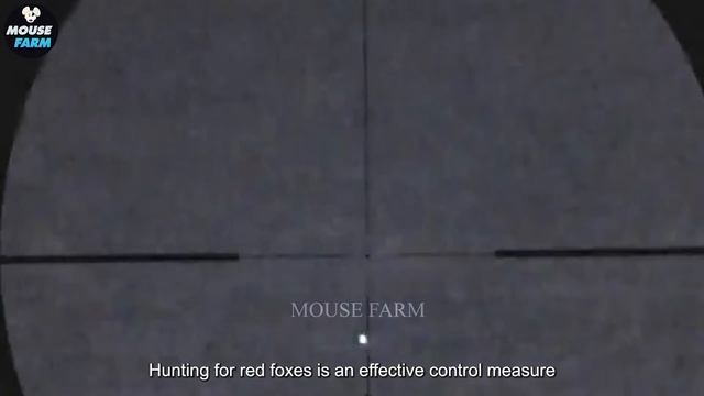 How Hunter And Farmers Deal With Millions Of Wild Boars And Invasive Bears | Invasive Species
