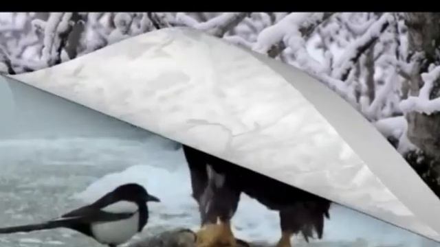 Eagles Flight by Phoenix Phazing (instrumental) смотреть онлайн