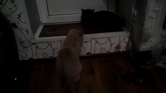 Марс и Теся 3 смотреть онлайн