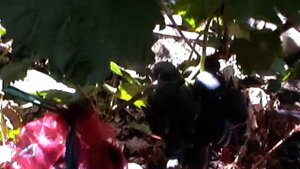 Сорт винограда "Арагорн" - сезон 2019 # Grape variety  "Aragorn" - season 2019