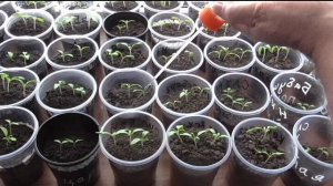 Как ухаживаю за рассадой помидоров
