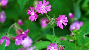 Фотопейзажи Псковской области (июнь 2022)