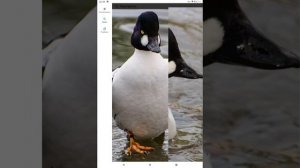 Необычные утки