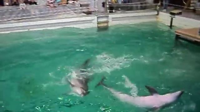 дельфины в саратове смотреть онлайн