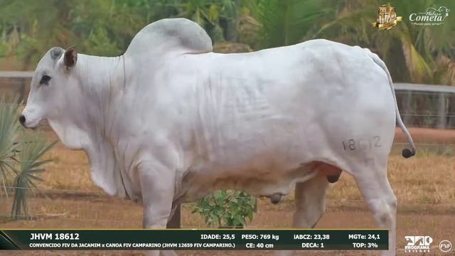 Nelore Cometa | 17º Leilão | Touros | Lote 50 смотреть онлайн