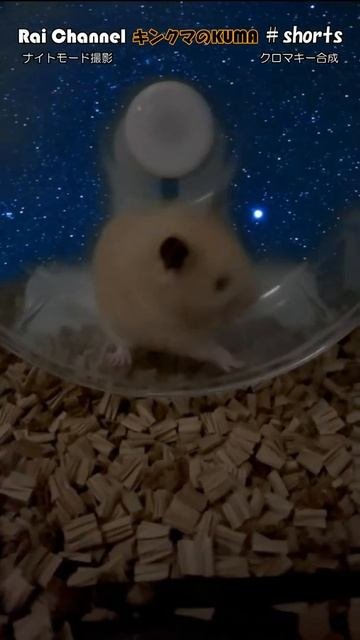 ハムスターランニング前の毛づくろい#shorts【ハムスター夜の行動】ハムスター夜（ハムスター回し車）キンクマハムスター