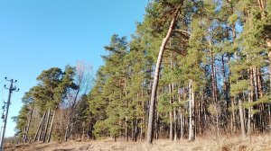 Аномально теплая зима 2024-2025