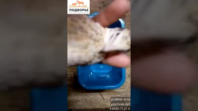 Определение пола манчьжурских перепелов