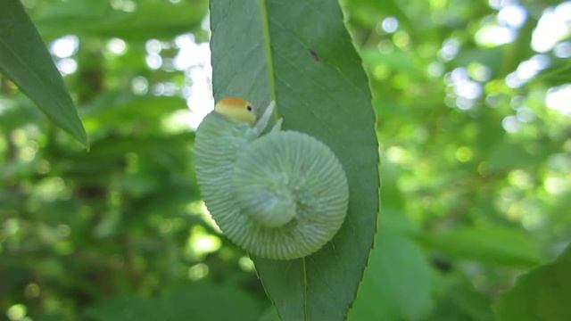 bruco spiralizzato смотреть онлайн