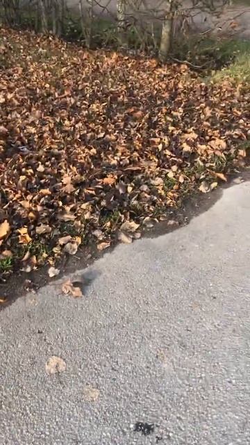 Белка-стрелка в Петергофе смотреть онлайн