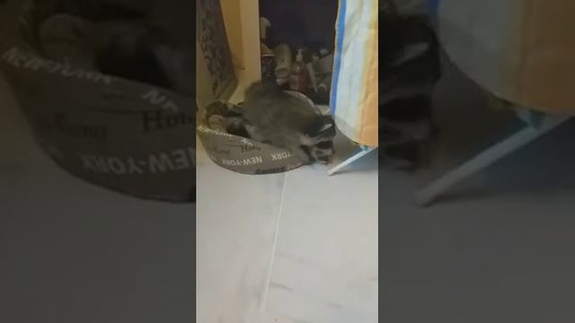 Енот и хорёк смотреть онлайн