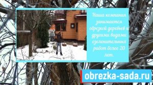 Обрезка плодовых деревьев зимой