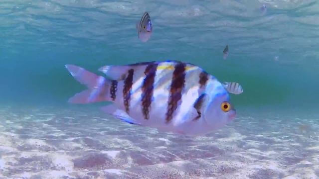 Egypt 2016 смотреть онлайн