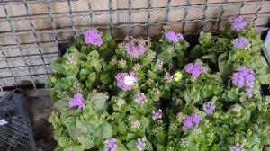 Первый раз в этом году еду на рынок продавать рассаду.💵💰💵💲