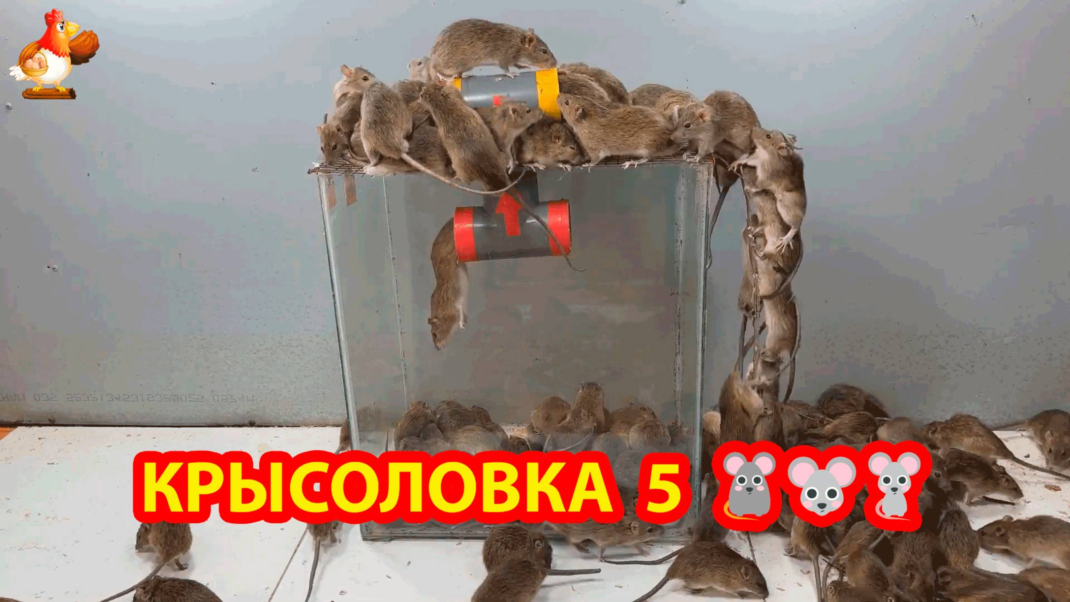 Крысоловка вариант 5 🐁 Как сделать крысоловку и поймать кучу крыс 🐀🐀🐀