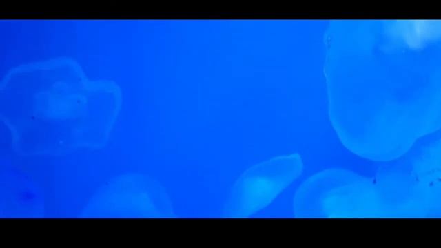 МЕДУЗА. ПОДВОДНЫЙ МИР смотреть онлайн