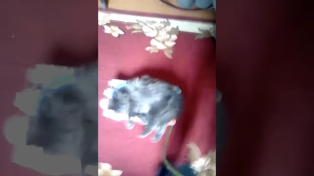 Самый. Ленивый. Кот смотреть онлайн