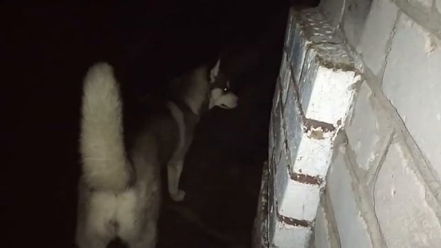 Собачья перекличка