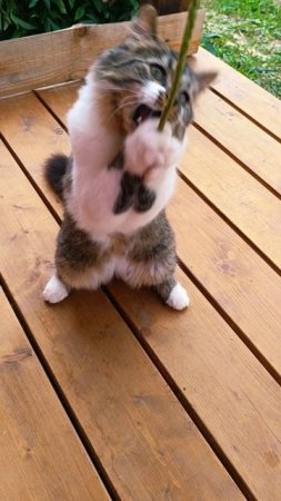 Игривая кошечка