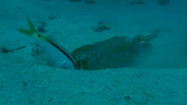 Red Sea short смотреть онлайн