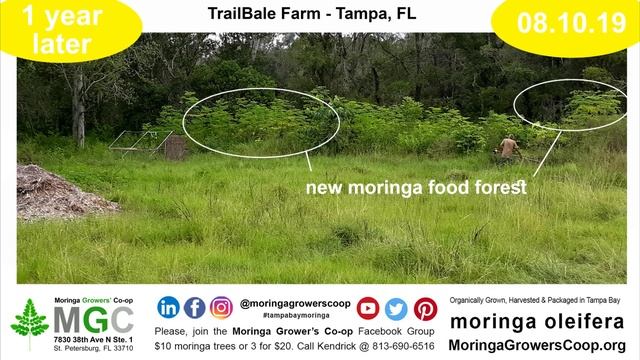 Moringa Food Forest | 1 Year Later | TrailBale Farm смотреть онлайн