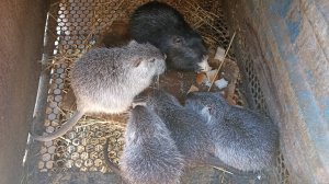 Разговоры с НУТРИЯМИ. Печка варит "часом с квасом". 29.01.25