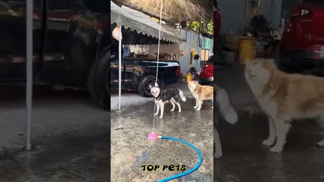 😺 Осторожно, дикий кот! 🐕 Смешное видео с собаками, кошками и котятами! 😸 смотреть онлайн