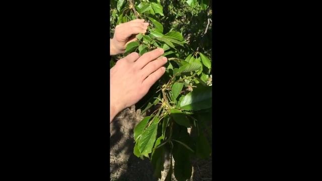 Cherry Orchard Resistance to Freezing Temperatures