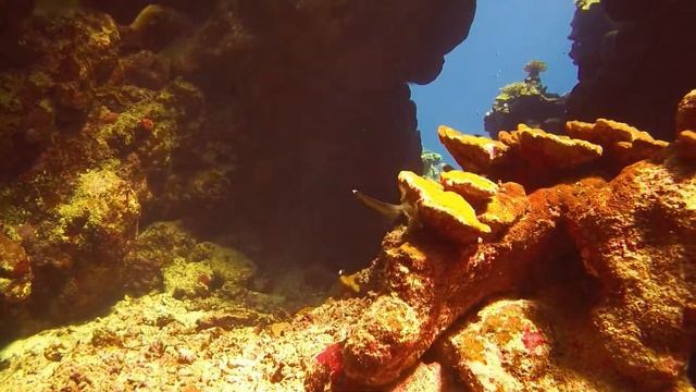 Marsa Alam with Extra Divers Hotel Equinox Video 1
