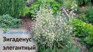 Зигаденус изящный или антиклея изящная, Zigadenus (Anticlea) elegans,  www.Садпочтой.рф, #садпочтой