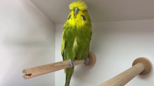 World Online Budgie Show inscription 43 WOBS Budgie Planet 2021 смотреть онлайн