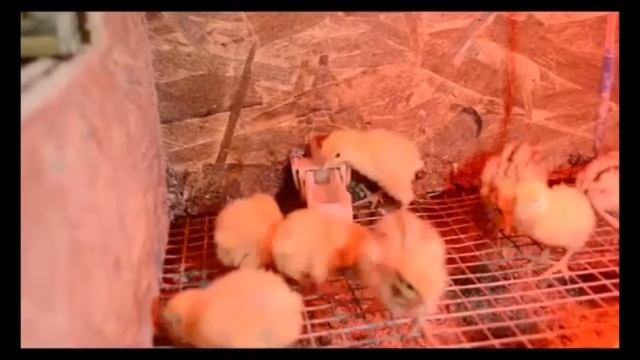 Чашечная поилка для цыплят