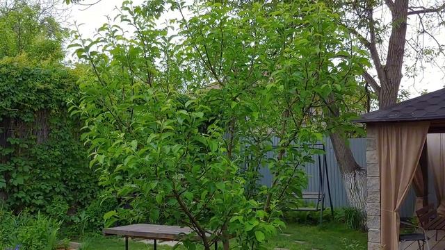 ОШИБКИ в формировании сада. СОВЕТЫ начинающим из личного опыта. смотреть онлайн