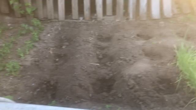 Посадочная яма для инжира, подготовка к ночному заморозку. смотреть онлайн